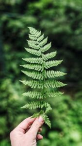 forest bathing fern, healing benefits of nature